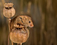 765 - HARVEST MOUSE SENTRY - EVA ROD - united kingdom <div